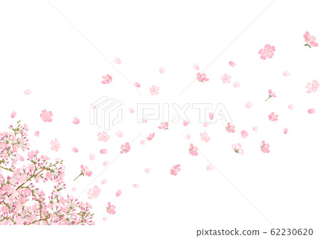 櫻花storm_1 櫻花storm_1 62230620