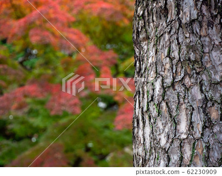 秋葉美麗的深秋花園風光松樹乾皮 62230909