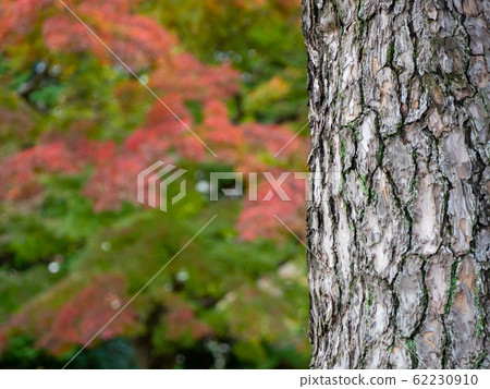 秋葉美麗的深秋花園風光松樹乾皮 62230910
