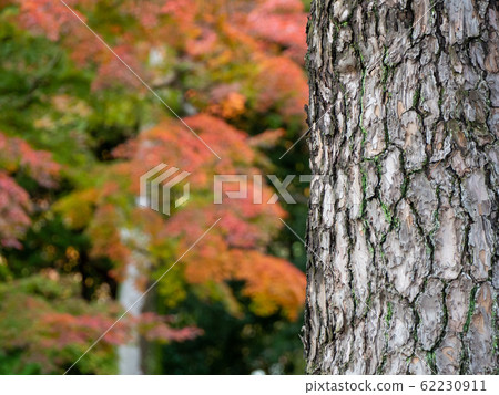秋葉美麗的深秋花園風光松樹乾皮 62230911
