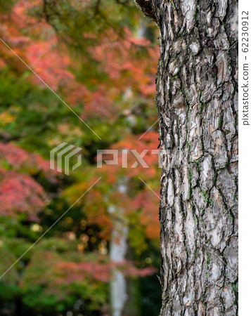 秋葉美麗的深秋花園風光松樹乾皮 62230912