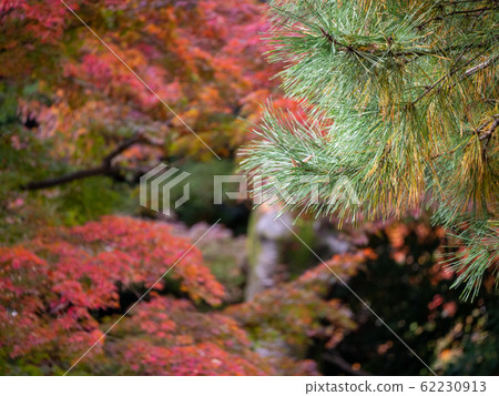 Beautiful late autumn garden scenery of autumn leaves Matsuba 62230913
