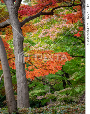 秋葉美麗的深秋花園風光 62230916