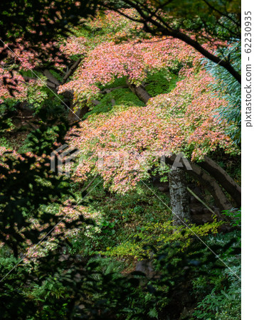 Beautiful late autumn garden scenery of autumn leaves Beautiful late autumn garden scenery of autumn leaves 62230935