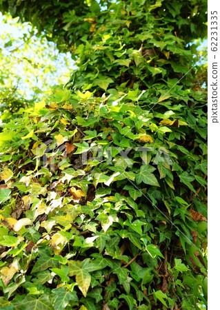 常春藤常春藤植物常春藤葉子 常春藤常春藤植物常春藤葉子 62231335