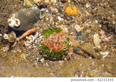 Green sea anemone Niigata Prefecture Osaki beach Sea coast Japan Sea sandy beach beach play fishing surf 62231344