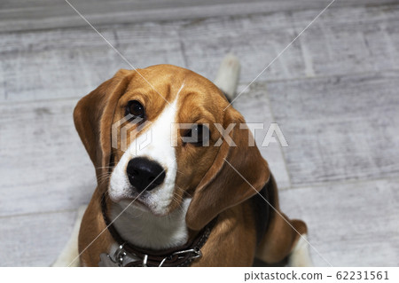 A Beagle dog with big sad eyes sits and looks at the camera. A Beagle dog with big sad eyes sits and looks at the camera. 62231561