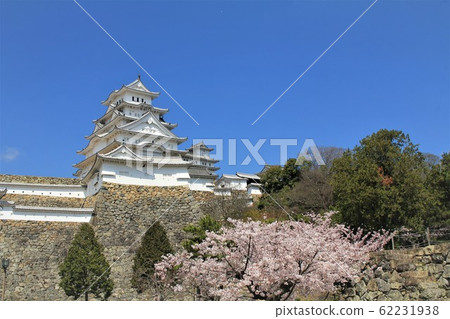 Cherry blossoms at Himeji castle 62231938
