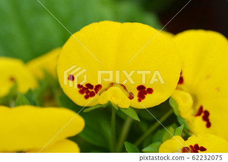 Slipper flower 62232075