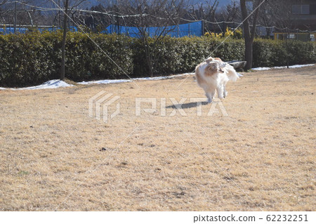 Border Collie 62232251