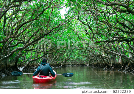 Parents and children enjoying canoeing in mangrove tunnels Parents and children enjoying canoeing in mangrove tunnels 62232289