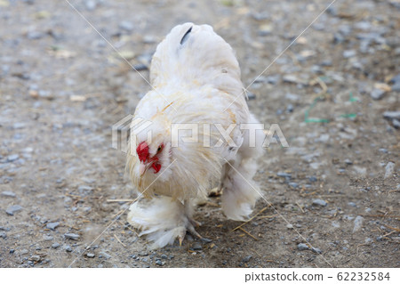The white Silky Chicken walking in garden at The white Silky Chicken walking in garden at 62232584