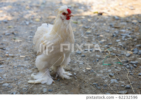 The white Silky Chicken walking in garden at The white Silky Chicken walking in garden at 62232596
