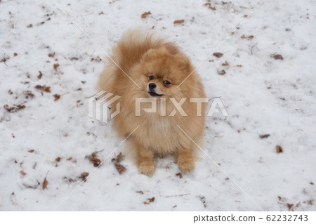 Cute pomeranian spitz puppy is playing in the park 62232743