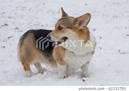 Cute pembroke welsh corgi puppy in the winter park 62232783