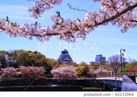 Cherry blossoms in full bloom around Osaka Castle (Chuo-ku, Osaka City) Cherry blossoms in full bloom around Osaka Castle (Chuo-ku, Osaka City) 62233068