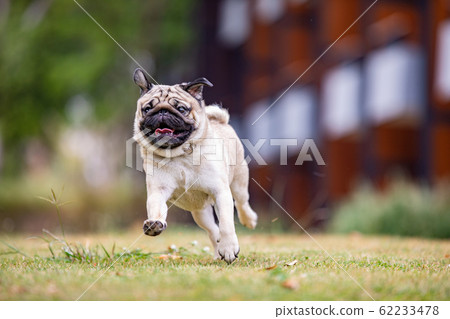 Pug dog with happiness and having fun,Healthy dog Pug dog with happiness and having fun,Healthy dog 62233478