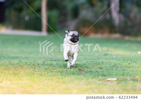 Pug dog with happiness and having fun,Healthy dog Pug dog with happiness and having fun,Healthy dog 62233494