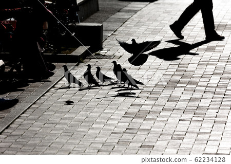 神奈川縣橫濱市山下公園在背光中漂浮的鴿子剪影 62234128