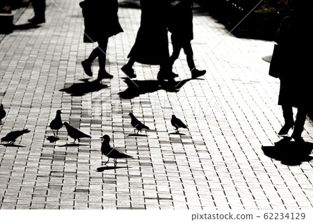 神奈川縣橫濱市山下公園在背光中漂浮的鴿子剪影 62234129