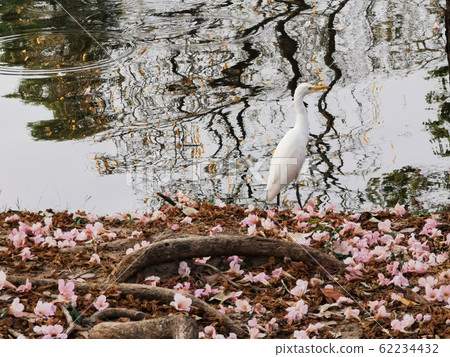 white egret and pink rosea flower 62234432
