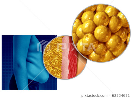 Belly Fat Anatomy Belly Fat Anatomy 62234651