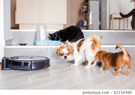 Dogs and cats playing together at home while robotic vacuum cleaner cleaning the room 62234990