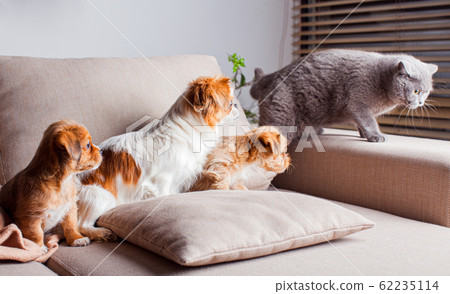 Portrait of pets are learning to live together Portrait of pets are learning to live together 62235114