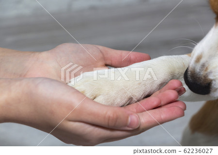 A dog's paw in a man's hand. Pet. Friendship. 62236027