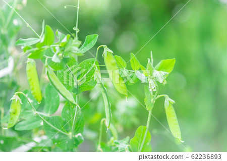 Pepper blossom Pepper blossom 62236893