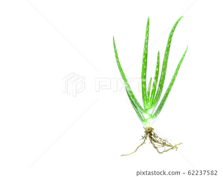 Aloe vera plant isolated on a white background with copy space. 62237582