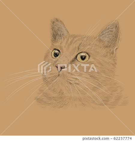 Pencil hand drawing. 62237774