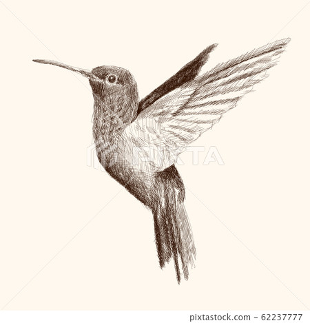 Pencil hand drawing. Pencil hand drawing. 62237777