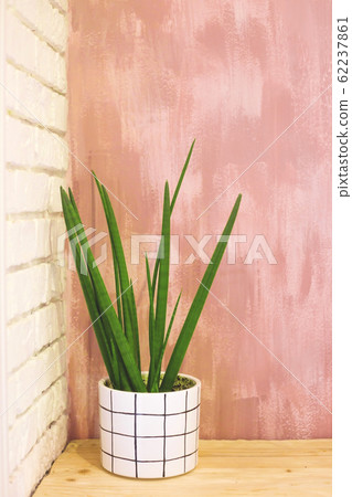 Minimalistic eco interior with a plant in a white 62237861