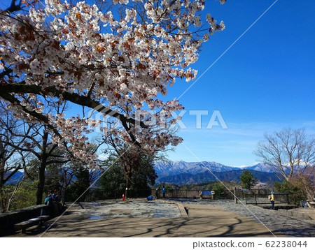 Sakura at the summit of Takao Sakura at the summit of Takao 62238044