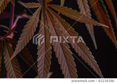 Thematic photos of hemp and marijuana Green leaf 62238166