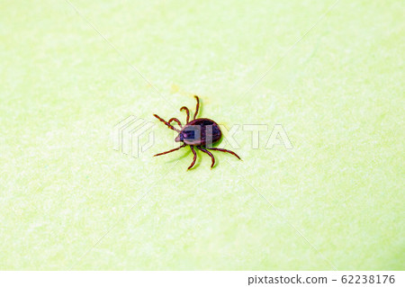 A dangerous parasite and infection carrier mite A dangerous parasite and infection carrier mite 62238176