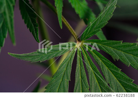 Thematic photos of hemp and marijuana Green leaf 62238188