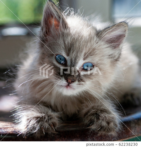 Cat playing on a black background Cat playing on a black background 62238230