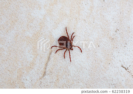 A dangerous parasite and infection carrier mite A dangerous parasite and infection carrier mite 62238319