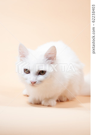 White cat with different eyes lying on a chair White cat with different eyes lying on a chair 62238403