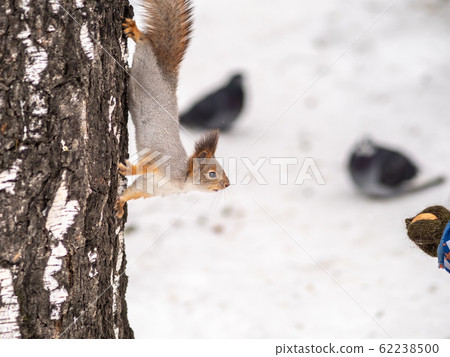 A little child in winter feeds a squirrel with a nut A little child in winter feeds a squirrel with a nut 62238500