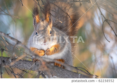 The squirrel sits on a branches in the winter or autumn The squirrel sits on a branches in the winter or autumn 62238552