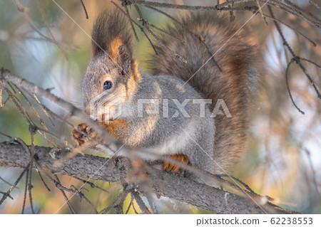 The squirrel sits on a branches in the winter or autumn The squirrel sits on a branches in the winter or autumn 62238553