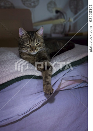 A young cat sleeps on a pile of blankets in evening dark room A young cat sleeps on a pile of blankets in evening dark room 62238591