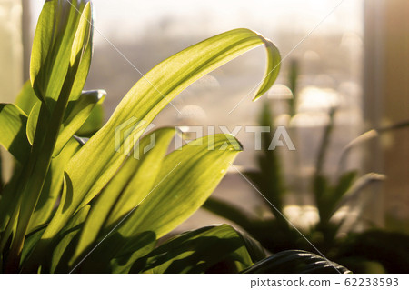 Green leaves of garden plants on home window in sunny hot day Green leaves of garden plants on home window in sunny hot day 62238593