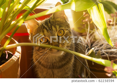 A kitten among flowers and plants in rays of bright sun 62238594