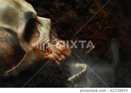 Skull of a dead man in on the ground 62238643
