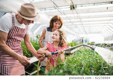 Small girl with senior grandparents watering plants in the greenhouse. 62238984