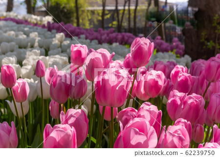 Colorful flower beds during annual April tulip festival in Istanbul in Emirgan Park, Turkey Colorful flower beds during annual April tulip festival in Istanbul in Emirgan Park, Turkey 62239750